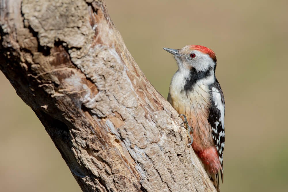 Home fauna (1)